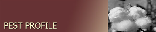 Pest Profile: Cotton Jassid banner
