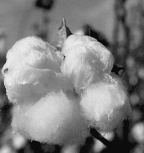 image of cotton boll