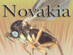 Novakia thumbnail