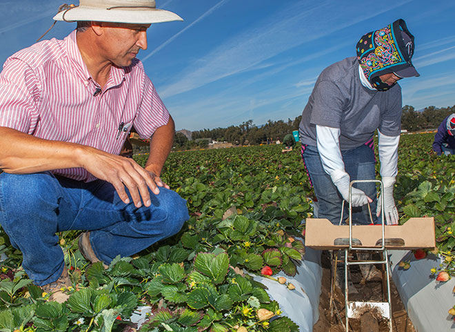 Farmers monitoring their strawberries