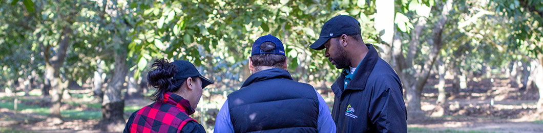 CDFA inspectors in an orchard