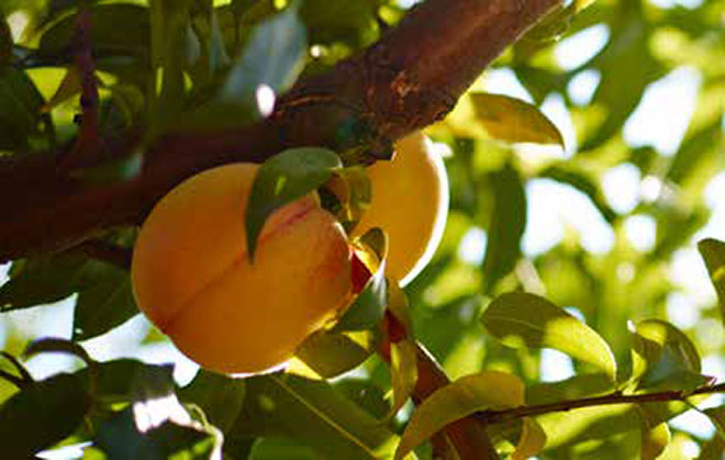 Peach on Tree