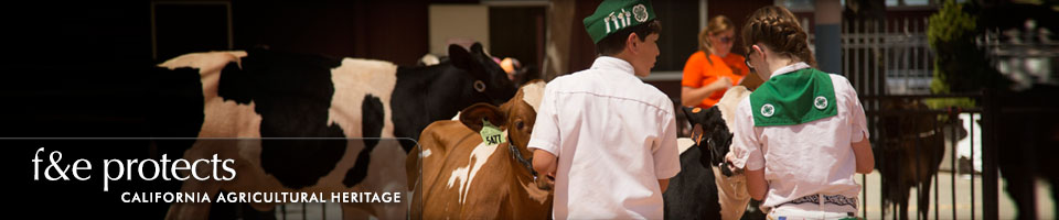 Fairs & Expositions protects California Agricultural Heritage - Cow Show