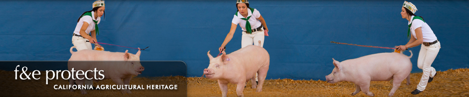 Fairs & Expositions protects California Agricultural Heritage - Pig Show