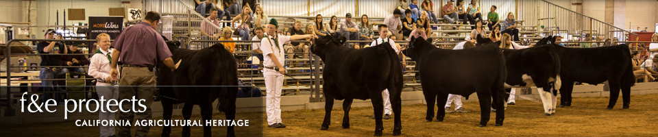 Fairs & Expositions protects California Agricultural Heritage - Cattle Show
