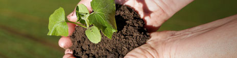 hands planting a seedling